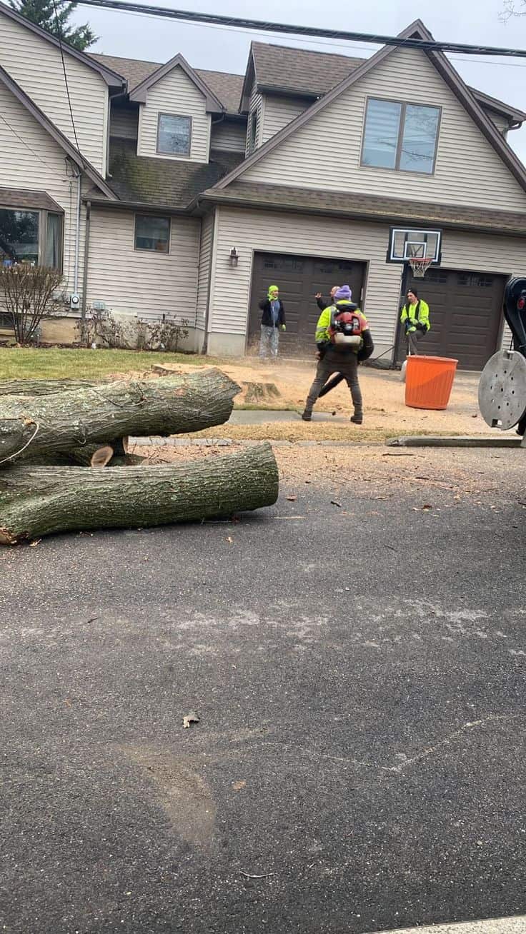Tony's Tree Service team on the job